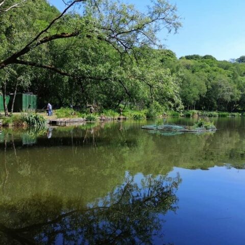 Healey Dell